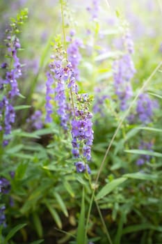 The background image of the colorful flowers, background nature