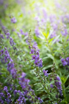 The background image of the colorful flowers, background nature