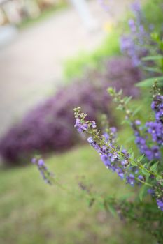 The background image of the colorful flowers, background nature