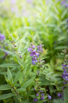 The background image of the colorful flowers, background nature