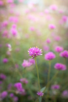 The background image of the colorful flowers, background nature