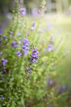 The background image of the colorful flowers, background nature