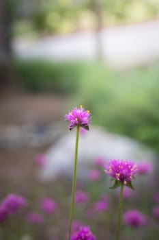 The background image of the colorful flowers, background nature