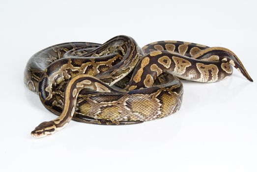 Royal python on an isolated studio background