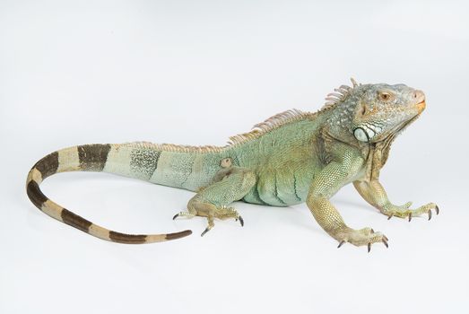 Iguana on an isolated studio background