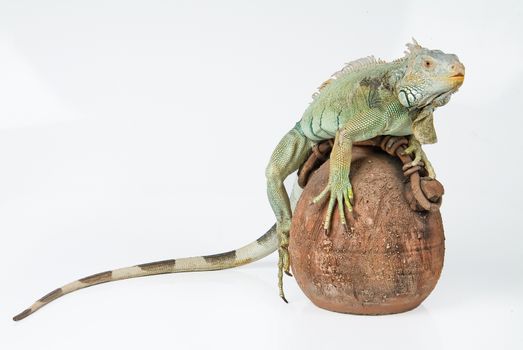 Iguana on an isolated studio background