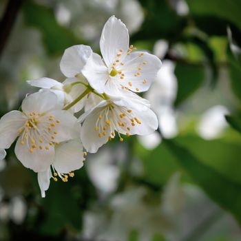 flowers of philadelphus somewhere called jasmine or mock orange in the gargen.