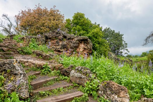 nature in banias national park in north israel