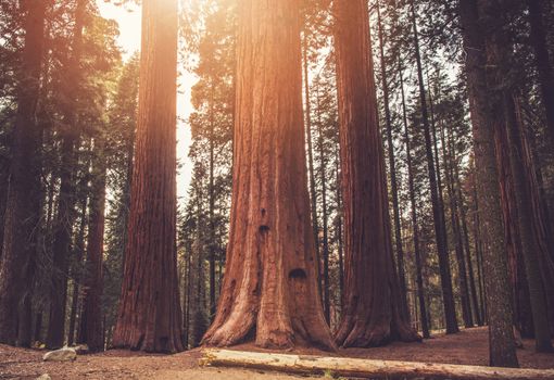 Giant Ancient Sequoias Woodland. Sierra Nevada World Famous Sequoias National Park. California, United States of America.