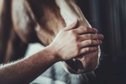 Horse Caress Closeup. Caucasian Men Spending His Free Time with Horse in a Stable.
