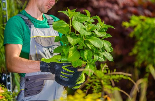 Gardener Looking For the Right Flowers For His Garden. Gardening Theme.