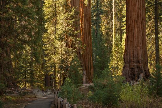 Sequoias National Park Place. California Sierra Nevada Mountains. United States of America.