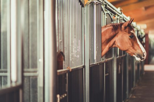 Horses in a Modern Stable Awaiting His Owner in a Box. Equestrian Facility