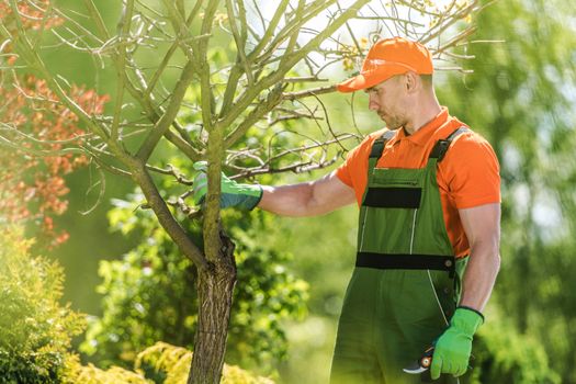 Summer Garden Maintenance. Caucasian Gardener with Small Branch Trimmer Checking on Trees.