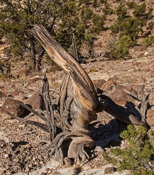 Dead Utah Juniper Tree photographed along the Scenic Byway 12, Route 12, Utah.