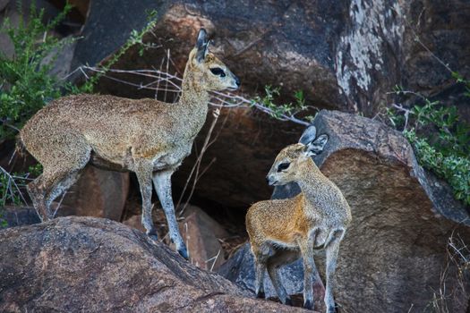 Klipspringer (Oreotragus oreotragus) ewe with lamb photographed in Kruger National Park.