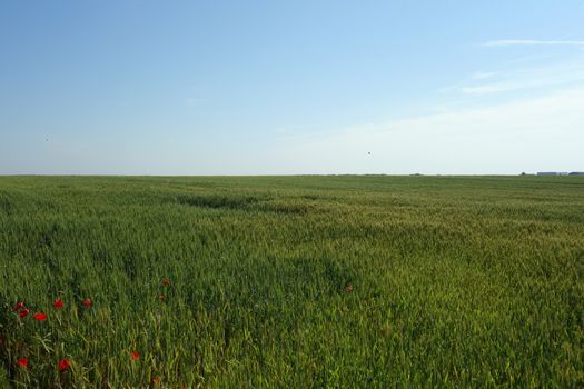 The Romanian Plain on a summer day
, and carpets with red petals cover the fields of wheat