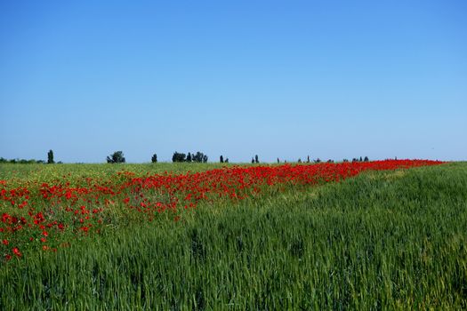 The Romanian Plain on a summer day
, and carpets with red petals cover the fields of wheat
