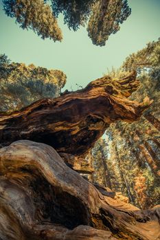 Giant Sequoia Ancient Forest in the Sierra Nevada Mountains, California United States of America. Vertical Photo.