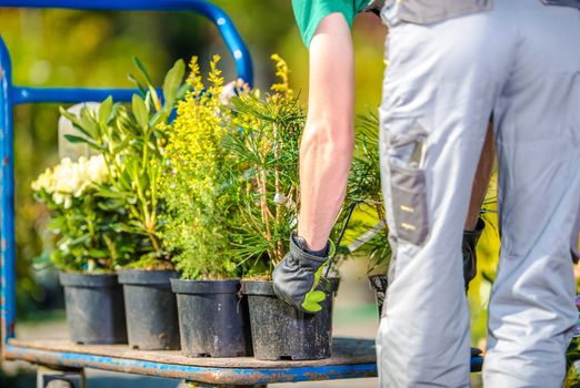 Planting Garden Trees by Caucasian Gardener. Spring Time Landscaping.