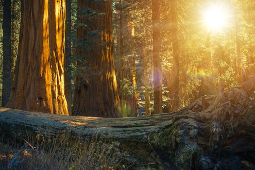 Scenic Giant Sequoias Forest and the Fallen Redwood Tree During Sunset. Ancient Forest in the Sierra Nevada Mountains in the State of California, United States of America. 