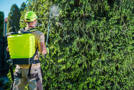 Caucasian Gardener with Professional Insecticide Garden Equipment Spraying Trees.