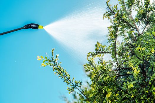 Spraying Insecticide on the Garden Tree. Closeup Photo. Saving Plants Theme.