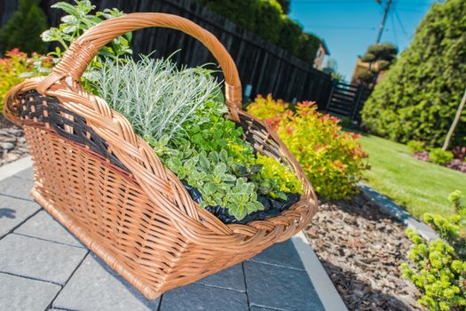 Wicker Basket Full of Plants. Decorative Garden Element. Gardening Theme.