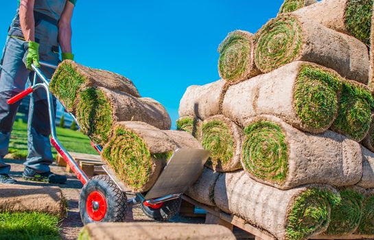 Professional Landscaper Installing Natural Grass Turfs in the Garden.