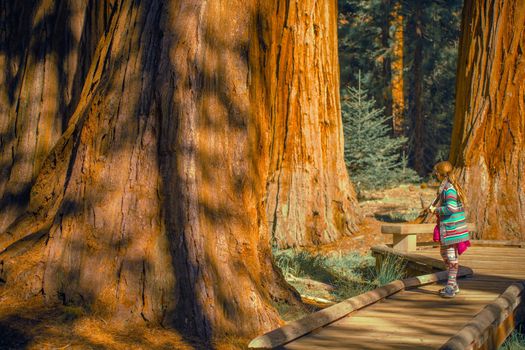 Caucasian Girl Exploring Sequoia National Park Forest.