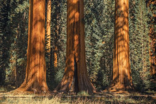 Three Ancient Sequoias in the Sequoia National Park in Sierra Nevada Mountains, United States.