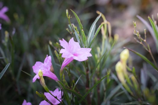 The background image of the colorful flowers, background nature