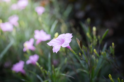 The background image of the colorful flowers, background nature