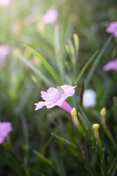 The background image of the colorful flowers, background nature