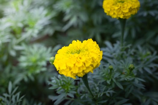 The background image of the colorful flowers, background nature
