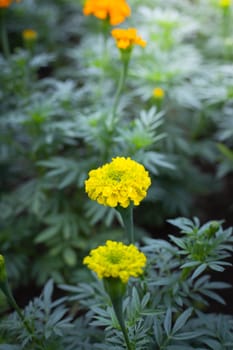 The background image of the colorful flowers, background nature