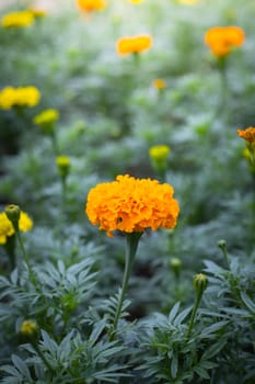 The background image of the colorful flowers, background nature