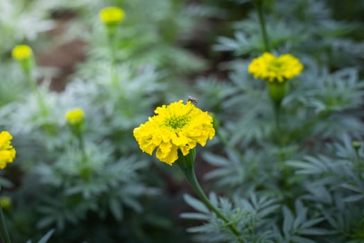 The background image of the colorful flowers, background nature