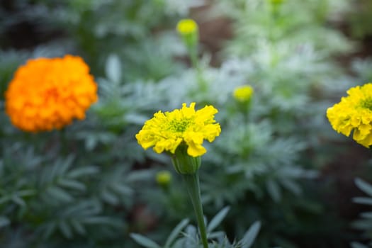The background image of the colorful flowers, background nature