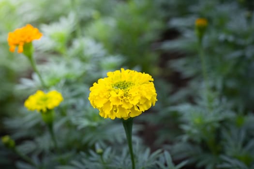 The background image of the colorful flowers, background nature