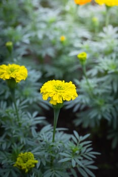 The background image of the colorful flowers, background nature