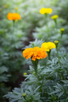 The background image of the colorful flowers, background nature