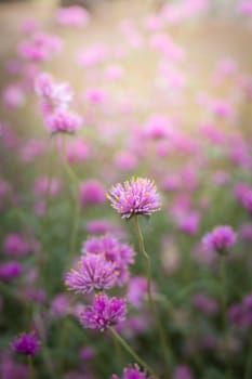 The background image of the colorful flowers, background nature