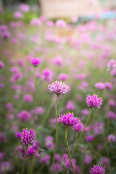 The background image of the colorful flowers, background nature