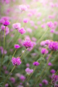 The background image of the colorful flowers, background nature