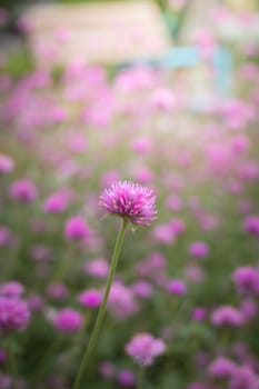 The background image of the colorful flowers, background nature