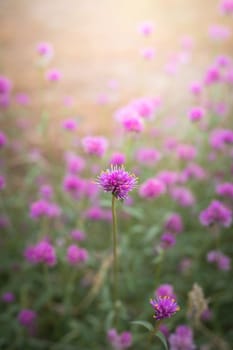 The background image of the colorful flowers, background nature