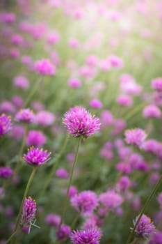 The background image of the colorful flowers, background nature