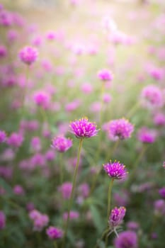 The background image of the colorful flowers, background nature