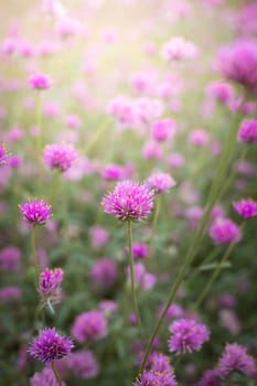 The background image of the colorful flowers, background nature